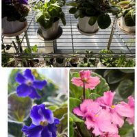 セントポーリアの画像