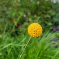 クラスペディア,花壇,黄色い花,花のある暮らし,スマホ撮影の画像