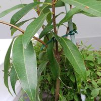 シラカシの画像