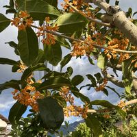 イワヒバ,キンモクセイ,ツワブキのつぼみ,キンモクセイの赤ちゃん♪,実家の庭の画像