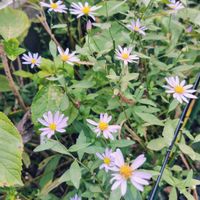 アジサイ,コリウス,ヨメナ,ヨメナ,ハランの画像