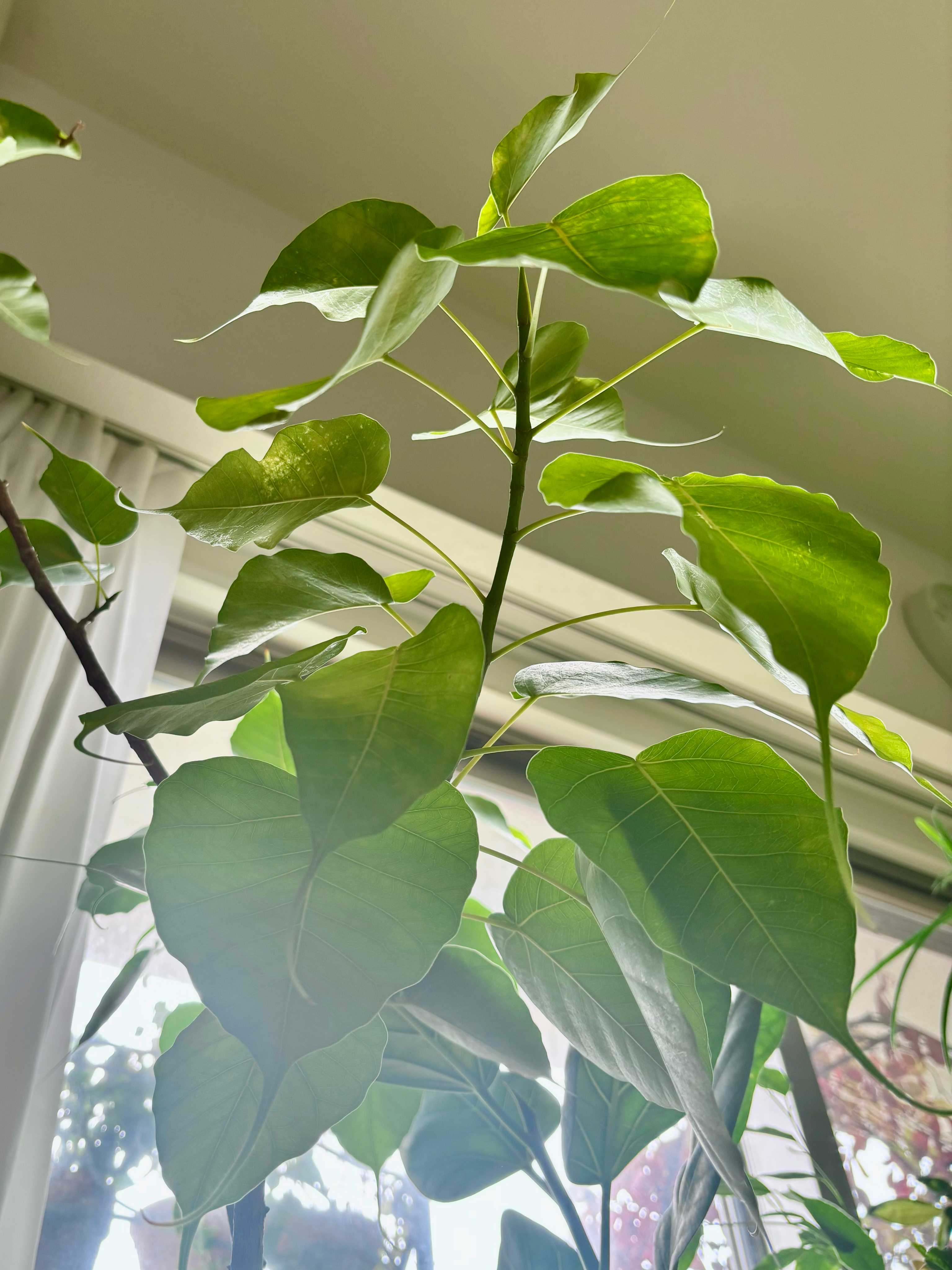 インドボダイジュの育て方｜日当たりや水やりの加減は？｜🍀GreenSnap