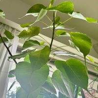 インドボダイジュ,スリーマハー菩提樹の画像