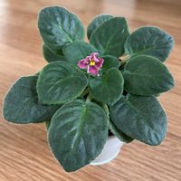 セントポーリア,鉢植えの画像