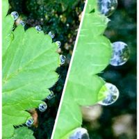 ジニア,オステオスペルマム,小松菜,シシトウ,葉水の画像