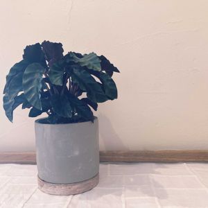 カラテア,観葉植物,セメント鉢,シックな色合い,ポジャギの画像