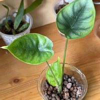 アロカシア,アロカシア,観葉植物,ハイドロカルチャー,サトイモ 科の画像