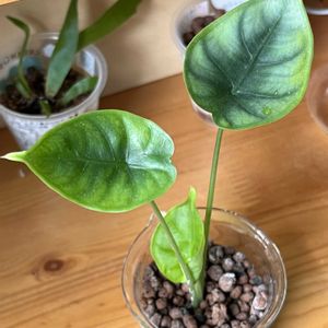 アロカシア,アロカシア,観葉植物,ハイドロカルチャー,サトイモ 科の画像