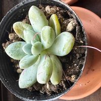 天使の雫の画像