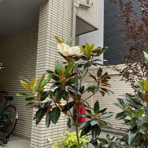 タイサンボクの画像