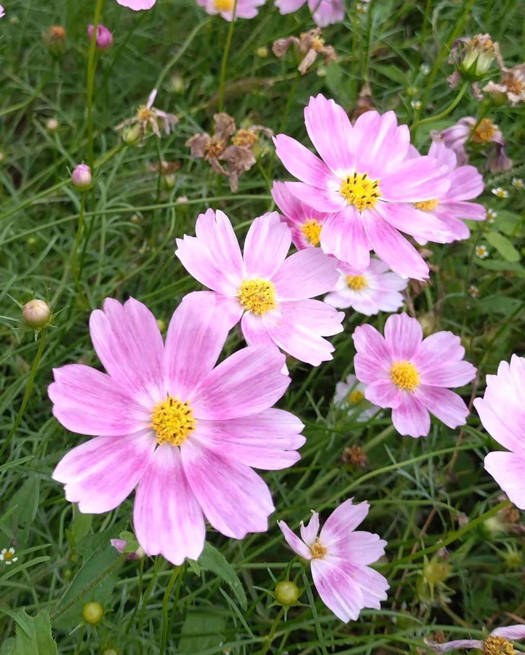 コスモスの投稿画像 by 醜男さん｜雑草と山野草と野草と秋桜と山草と