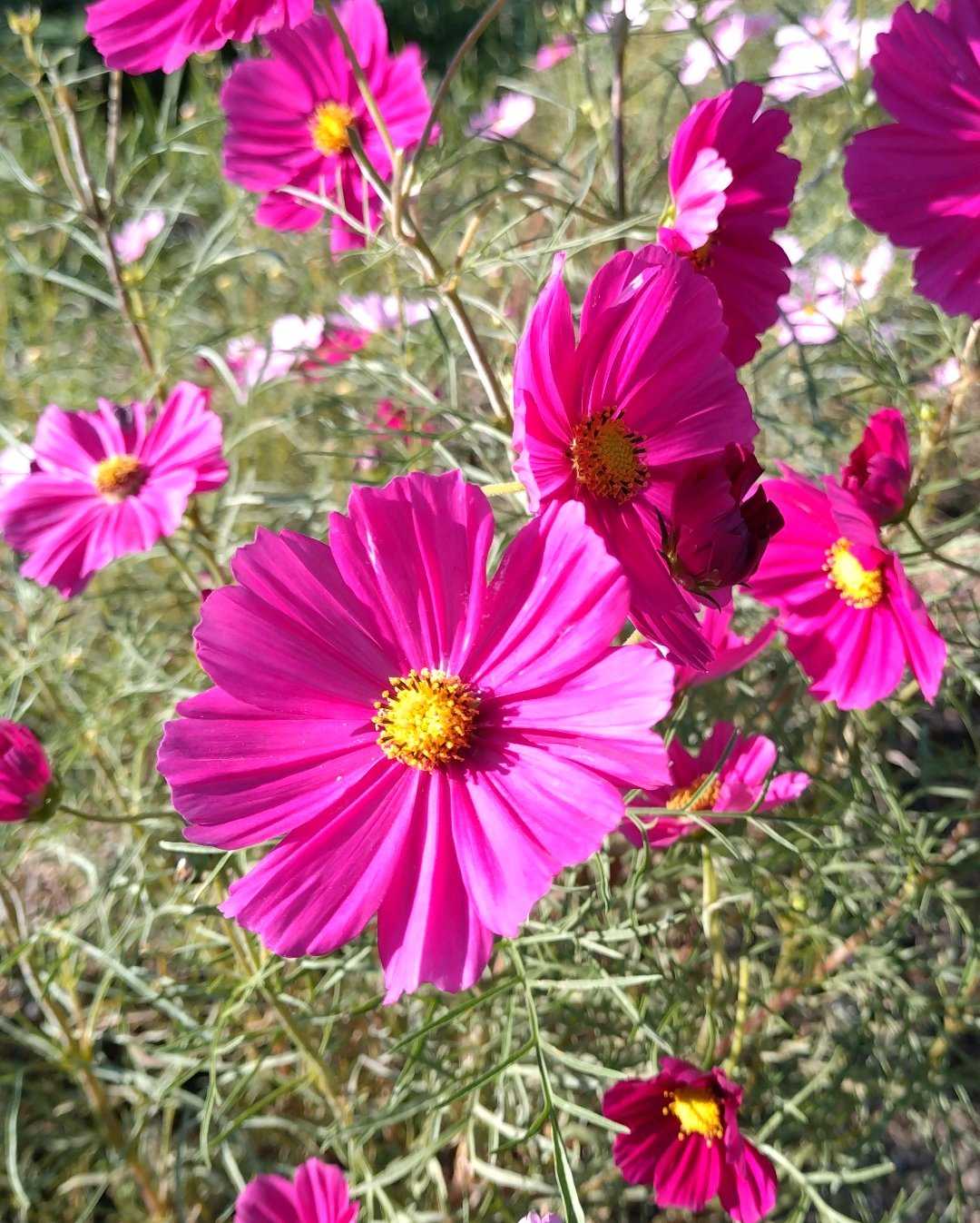 コスモスの投稿画像 by 醜男さん｜雑草と山野草と野草と秋桜と山草と
