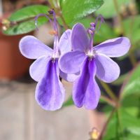 セージ,クレロデンドルム・ブルーウィング,サルビアセージ,人に優しくの画像