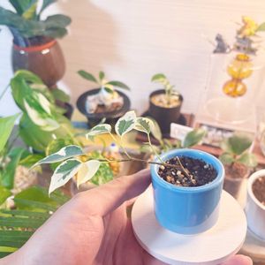 ベンジャミン,成長記録,成長中,斑入り葉っぱ,斑入り。の画像