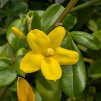 オミナエシ,カロライナジャスミン,キンモクセイ,コバノランタナ,お散歩写真の画像