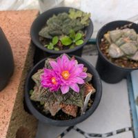 サボテン,アリオカルプス,亀甲牡丹 ゴジラ,サボテンの花開花,亀甲 ゴジラの画像