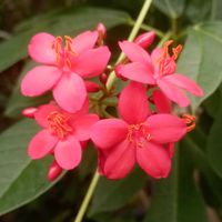 クロッカス,クロッカス,ハイビスカス アーノッティアヌス,カカオ,アリアケカズラの画像