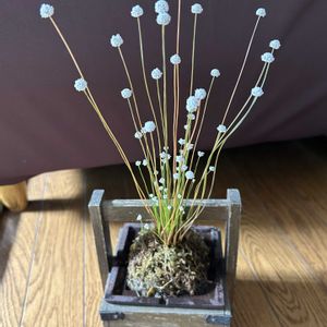 シラタマホシクサ,山野草,シェードガーデン,古道具,ズボラガーデナーの画像