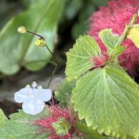 キク,キャットテール,フウセンカズラ,ブライダルベール,ミセバヤの画像