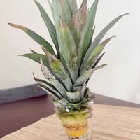 パイナップル,パイナップル,観葉植物,水耕栽培,今日の一枚の画像