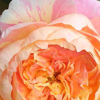 コデマリ,コデマリ,バラ,バラ,薔薇の画像