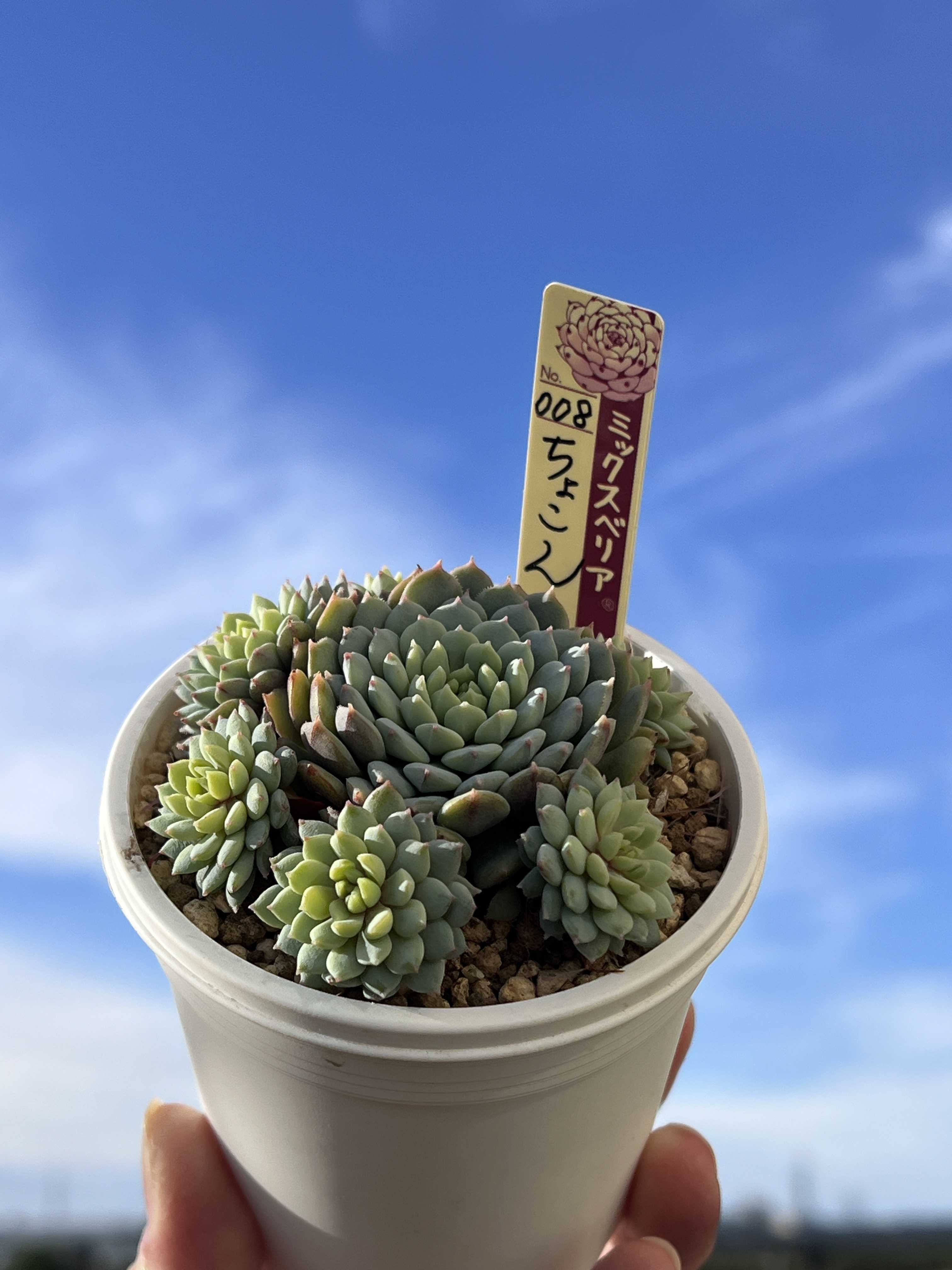 ミックスベリア ちょこんの一覧｜🍀GreenSnap（グリーンスナップ）