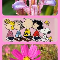 イソギク,コスモス,トレニア,ヒアシンス,ホトトギスの画像