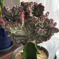 ユーフォルビア マハラジャ,ユーフォルビア属,多肉植物,観葉植物,塊根植物の画像