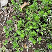 モリムラマンネングサの画像