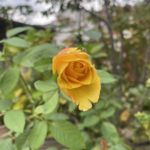 バラ,バラ　ピース,鉢植え,開花,バラ 鉢植えの画像