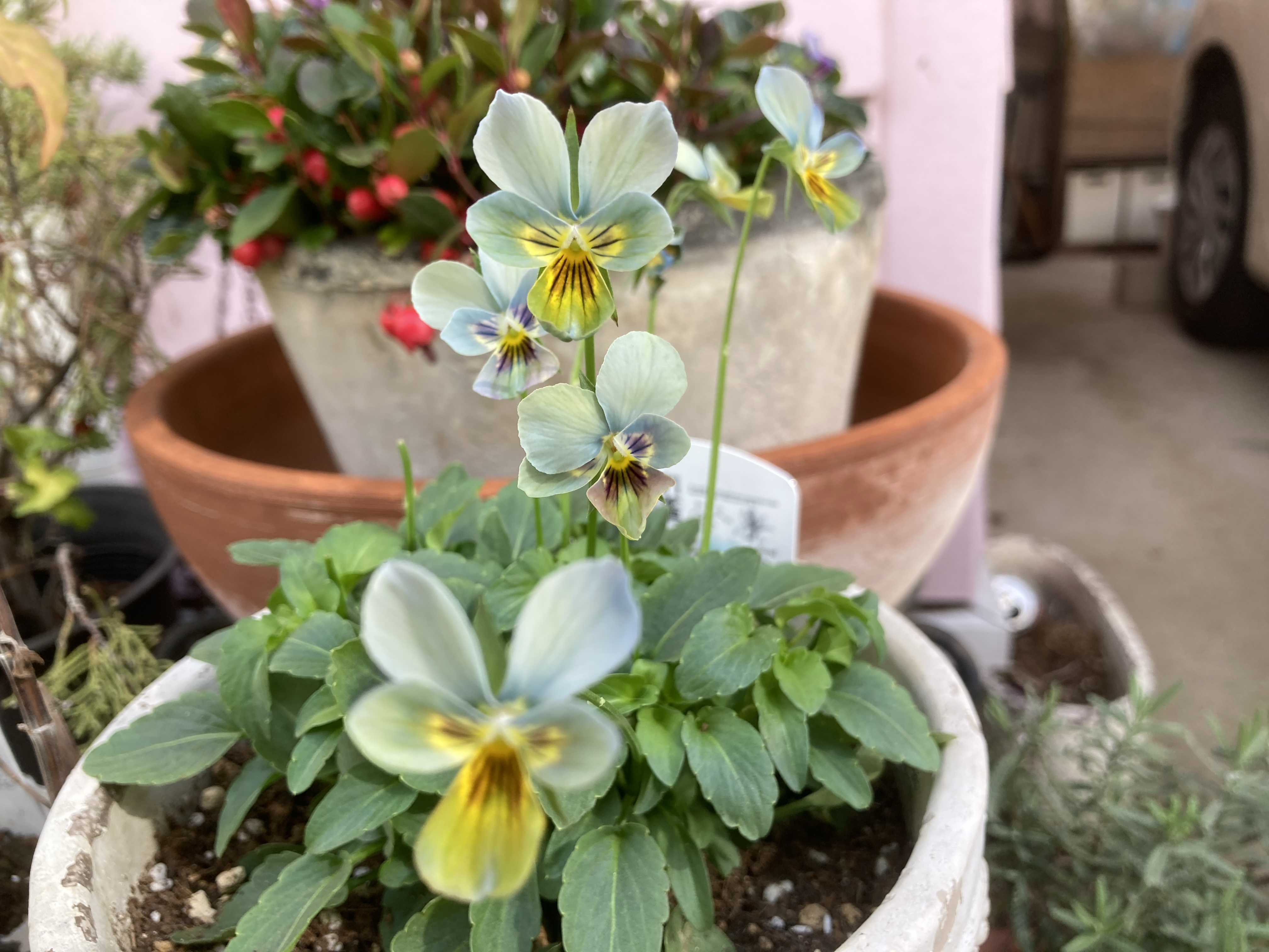 スミレ図鑑の一覧｜🍀GreenSnap（グリーンスナップ）