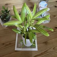 グリーンドラム,綾錦,ニューサイラン,緑の太鼓,観音竹 綾錦の画像