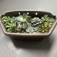 白牡丹,オウレイ,マッコス？,謎の多肉植物,多肉植物の画像