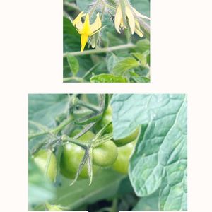 ミニトマト,トマトの花,我が家の畑,植物中毒,お花は癒しの画像