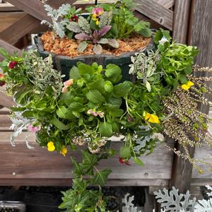 ビオラ,ハンギングバスケット,おうち園芸,府民の園芸の画像