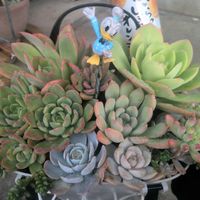 寄せ植え,多肉植物,カット苗,放置多肉,葉さしっ子の画像