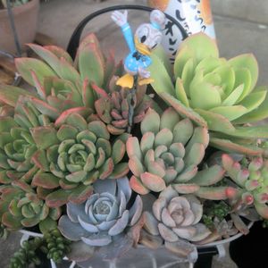 寄せ植え,多肉植物,カット苗,放置多肉,葉さしっ子の画像