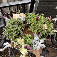 リース,植物のある暮らし,手作りリース,四季の香ローズガーデン,医療従事者の方々へエールをの画像