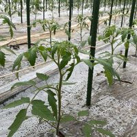 トマト,みんな最高の画像