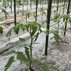 トマト,みんな最高の画像