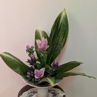 クルクマ,アサヒハラン,エゾリンドウ,sasukemama倶楽部,私の生け花の画像