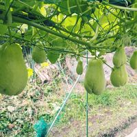 ハヤトウリの画像