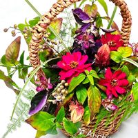 ジニア,ツルバキア,ホトトギス,アスパラガス,コエビソウの画像