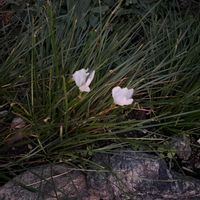 スノーフレークの画像