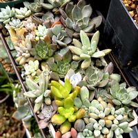 スイセン,チコリ,ハブランサス,ムスカリ,子持ち蓮華の画像