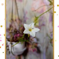 ルコウソウ,ルコウソウ 白,ルコウソウ 白,ミニ  セントポーリア,室内窓辺の画像