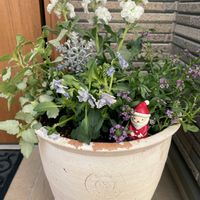 ラミウム,スイートアリッサム ,八重咲きストック,ビオラ 一期一会,玄関アプローチの画像