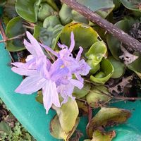 ホテイアオイの画像