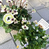 シクラメン,パンジー・ビオラ,ガーデニング,お迎え,パンビオの画像