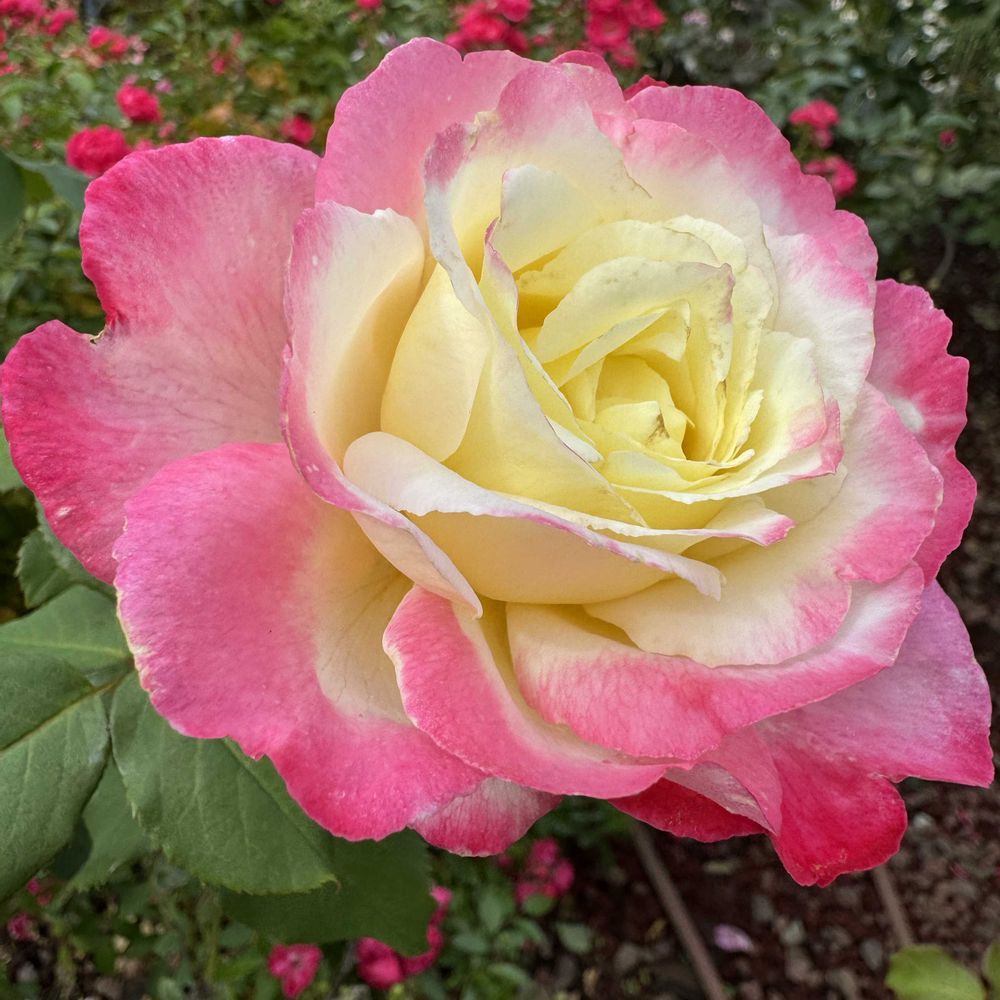 みとくさんの山下公園への投稿